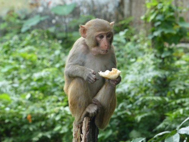 What Monkeys Eat Matters To Our Forests