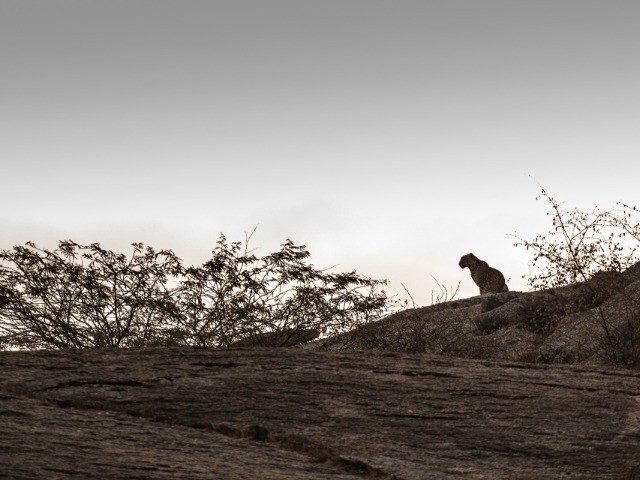 Into The Wild Series – In The Kingdom Of Leopards