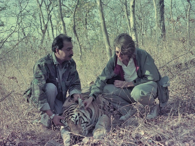Talking Tigers With Dr Raghu Chundawat