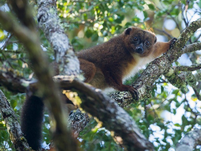 The Language Of Fruits And Lemurs