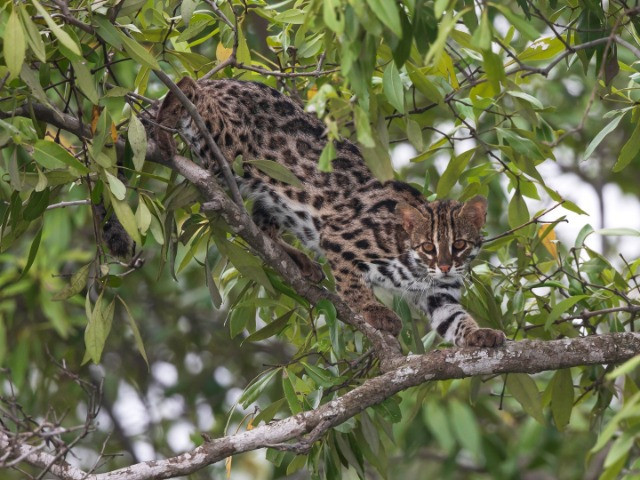 Sundarbans National Park