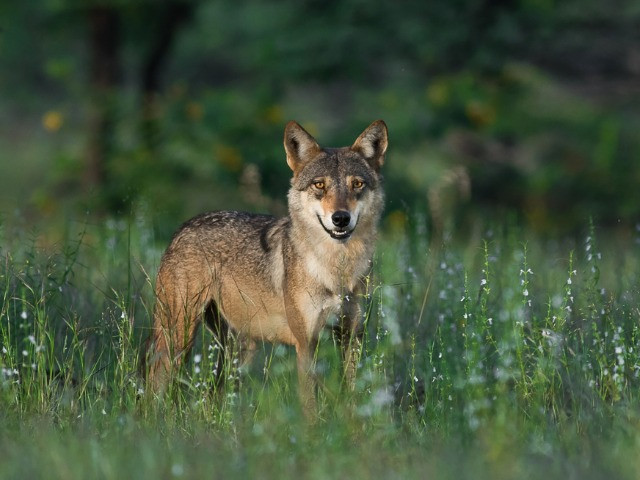 Wild Canids And Striped Hyenas Can Help Increase India's Conservation Potential