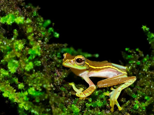 Combing For Frogs In Coorg