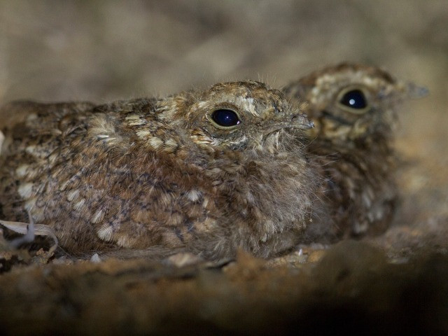 A Peek Into The Stealthy World Of Nightjars