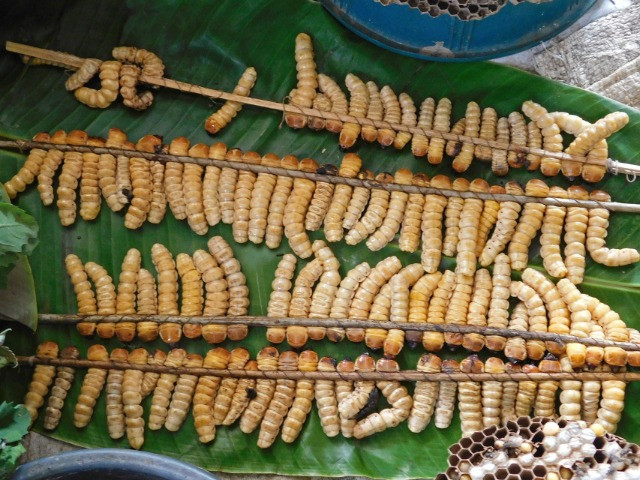 Are Insects The Answer To Our Food Crisis?