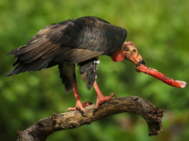 A Complete Guide To The Vultures Of India