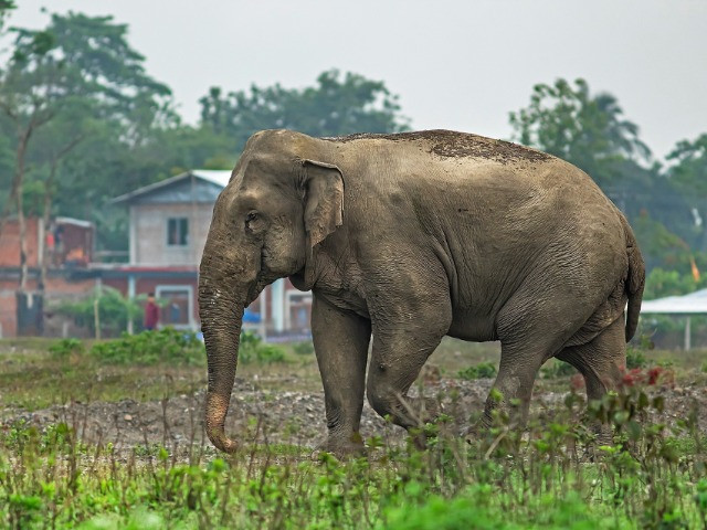 The Solitary Bull Elephants Of North Bengal