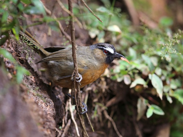 The Little Survivor Of The Nilgiris