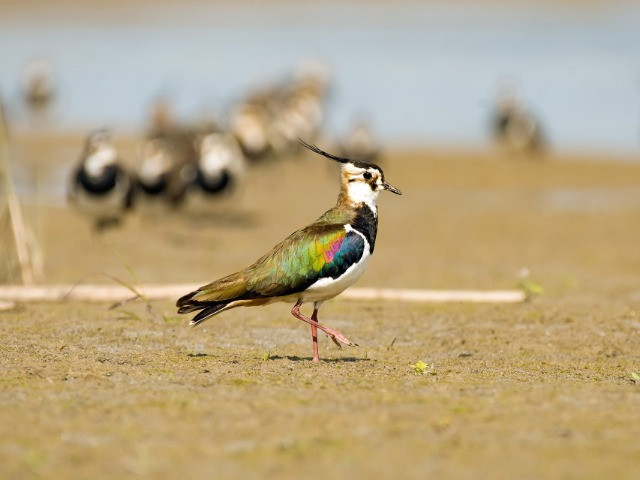 The Lapwings Of India