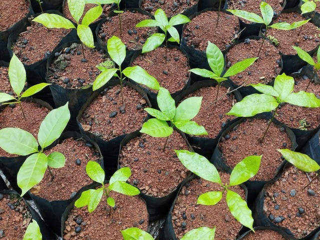 Sustaining A Restoration Nursery In The Western Ghats
