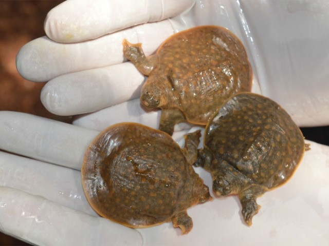 In Search of Cantor's Giant Softshell Turtle