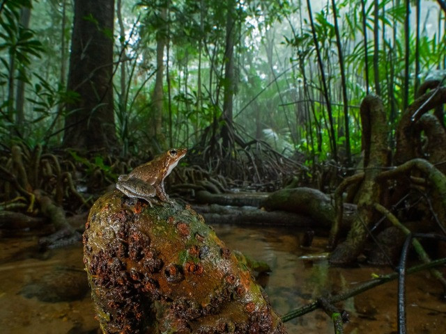 The Primitive Swamp Forests Of The Western Ghats