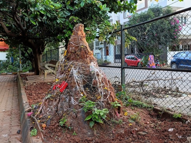 Termite Mounds: More Than Just Soil