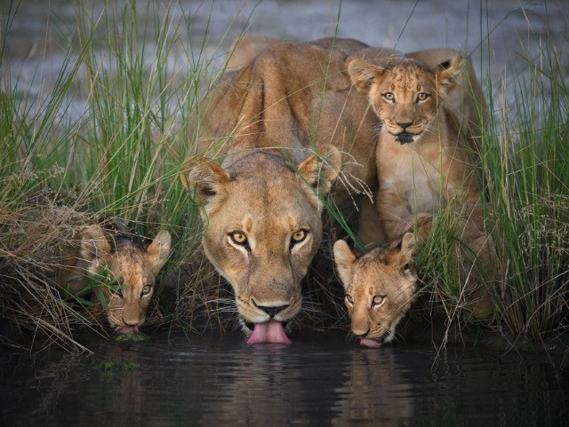 Meet The New Big 5 Of Wildlife Photography