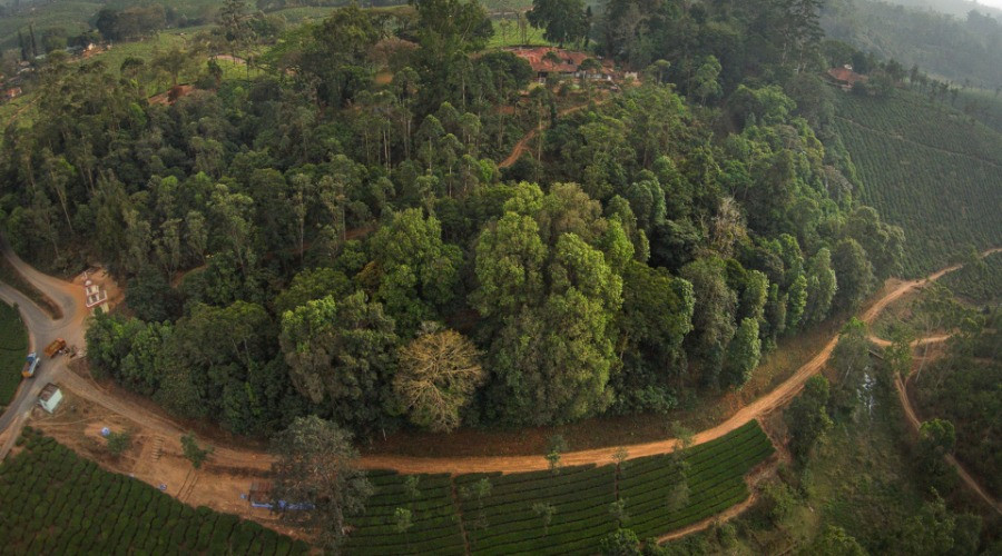 Restoring Rainforests In The Anamalai Hills