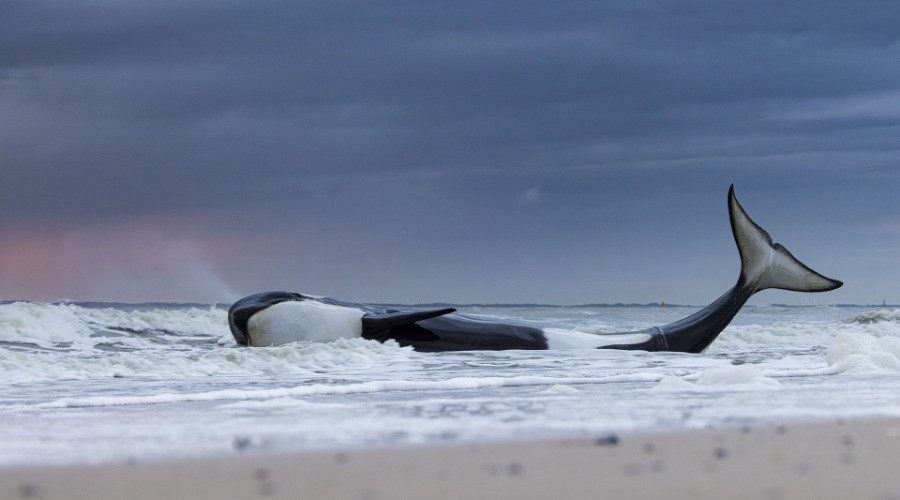 NHM WPY 59: Winners