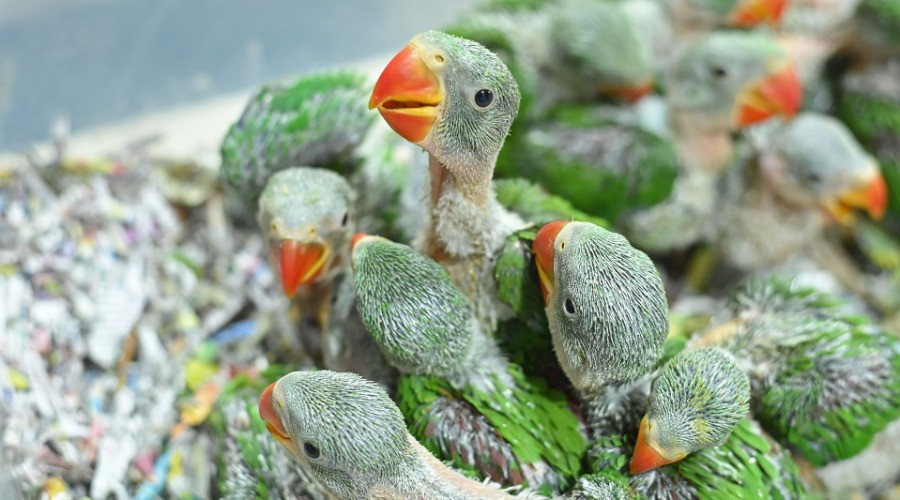 Parakeets Are Not Pets!