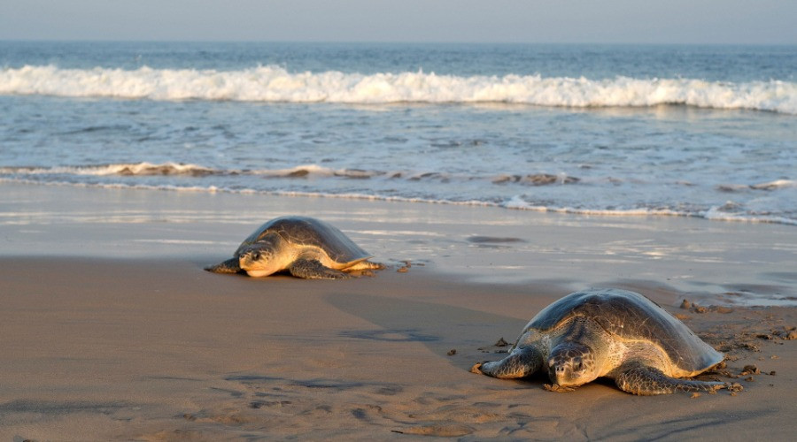 The Vulnerable Birth Of Olive Ridley Sea Turtles