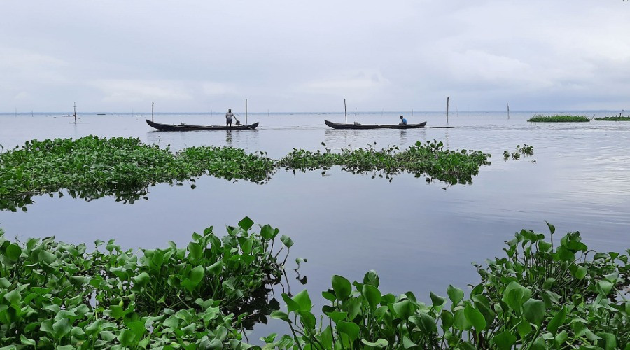 The Clam Collectors Of Vembanad Lake