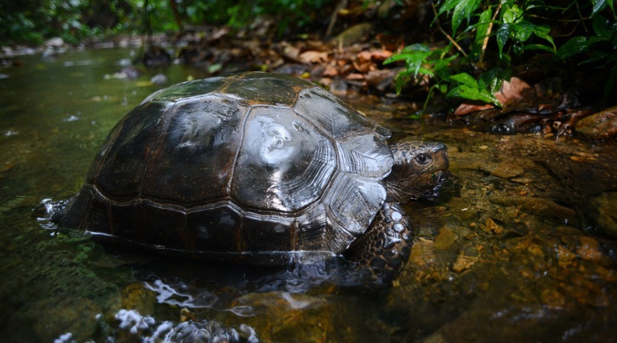 Can Our Turtles Champion Freshwater Conservation?