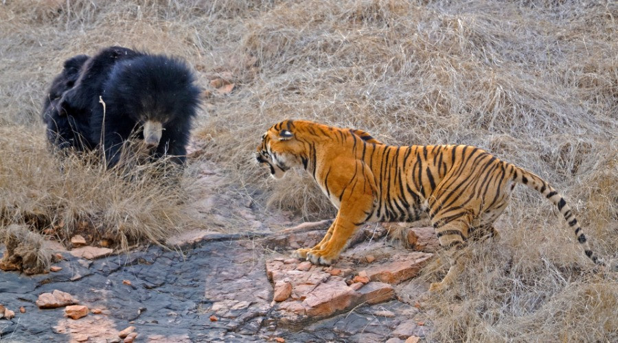 Mating Tigers And A Mother's Love
