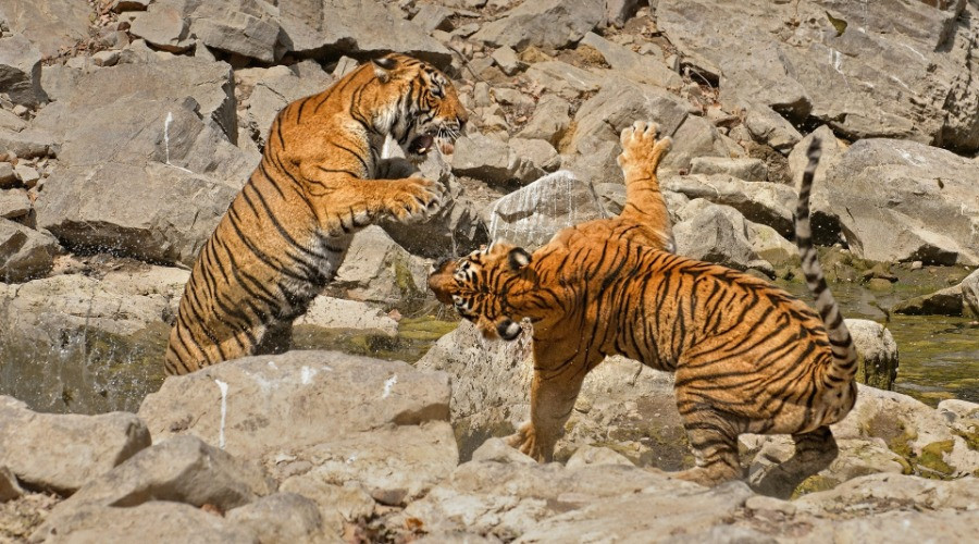 When Tigers Wage Water Wars