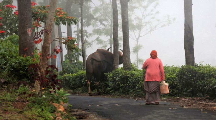 The Timid Indian Gaur Is Taking To Towns In South India