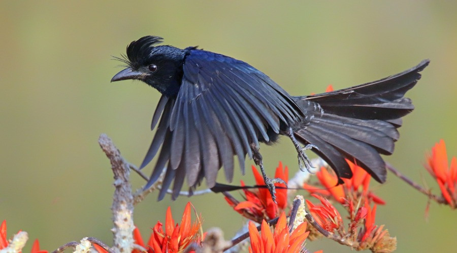 Unraveling The Mysteries Of Nature's Symphony