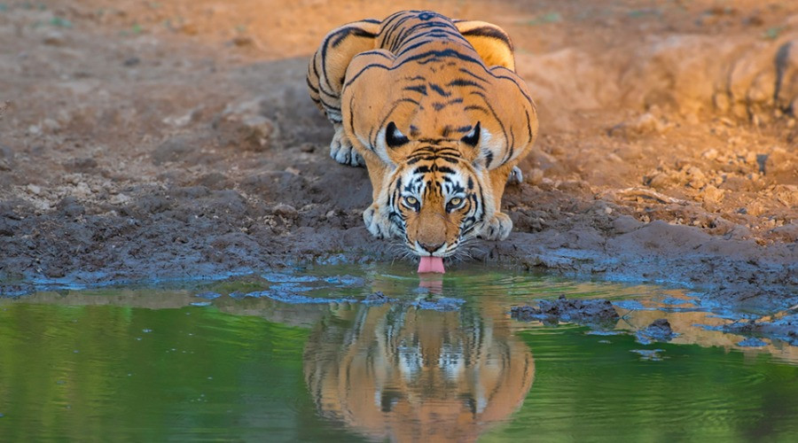 The Changing Diet Of Tigers In Sariska