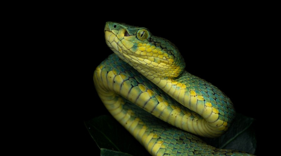 India's Striking Variety Of Pit Vipers