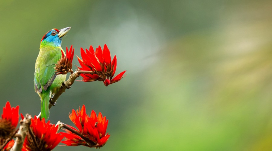 The Barbets Of India
