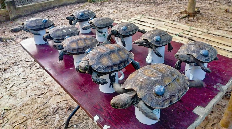 Rewilding The Asian Giant Tortoise In Bangladesh