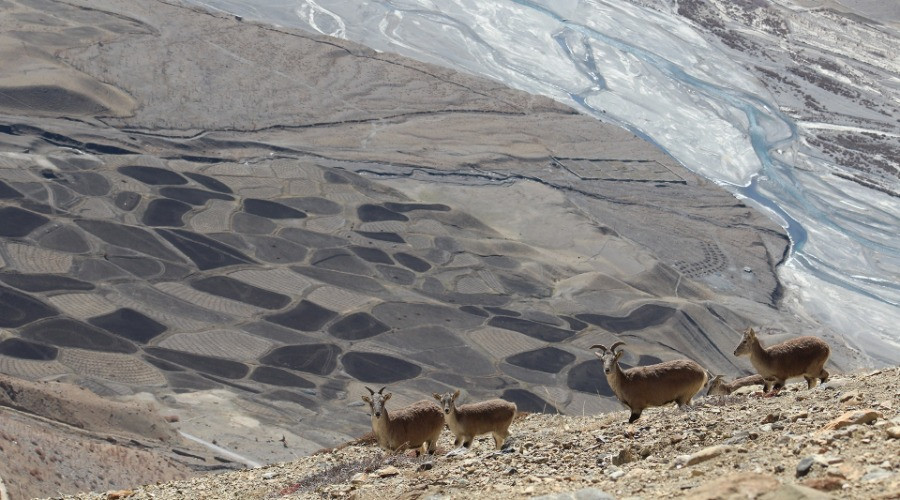 Building A Conservation Hub Of Optimists