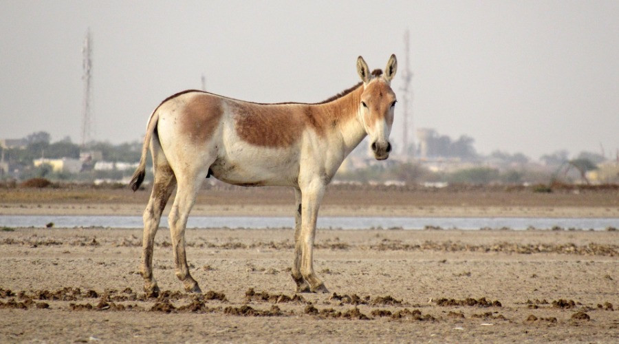 The Last Stronghold Of The Indian Wild Ass