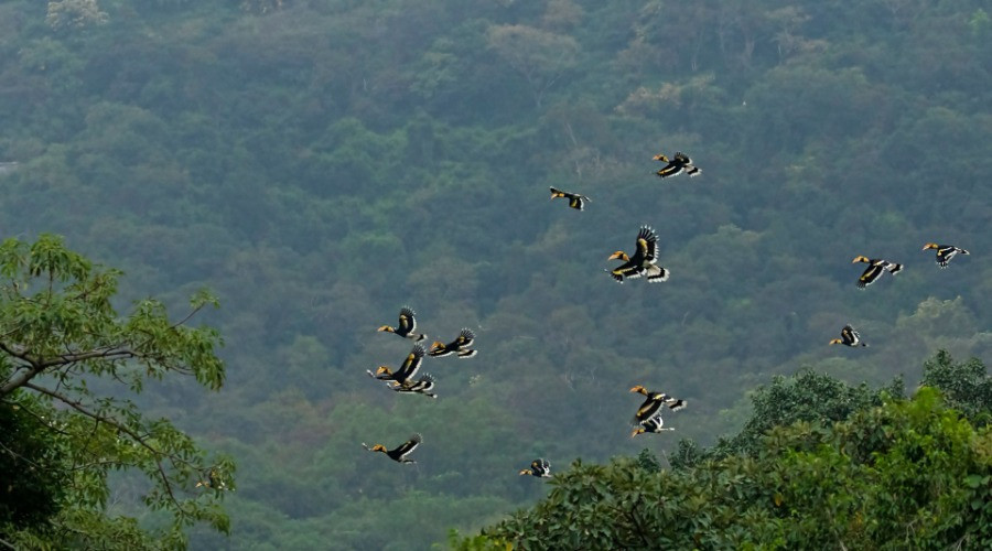 Hornbill Watch: Contribute Your Hornbill Sightings To Citizen Science