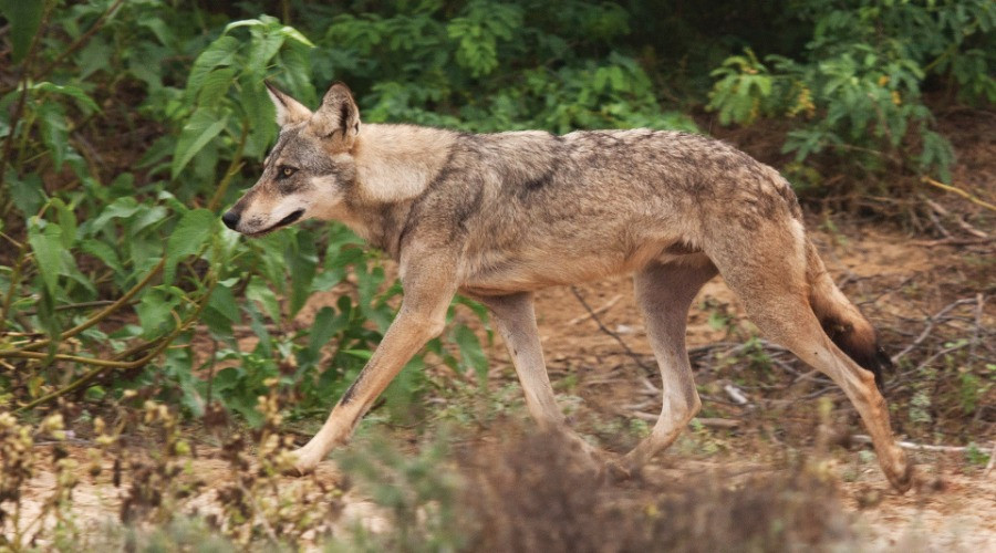 Tracking The Wolves Of Kailadevi Wildlife Sanctuary
