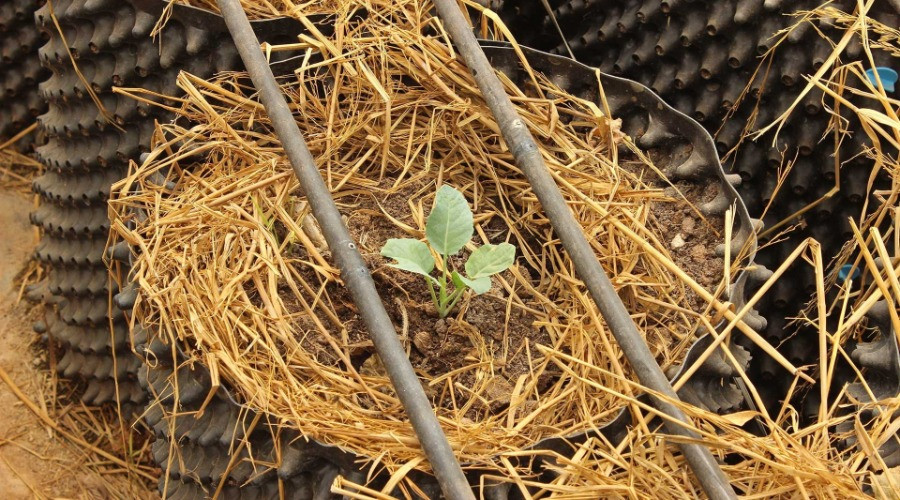 The Essential Science Of Soil Biodiversity