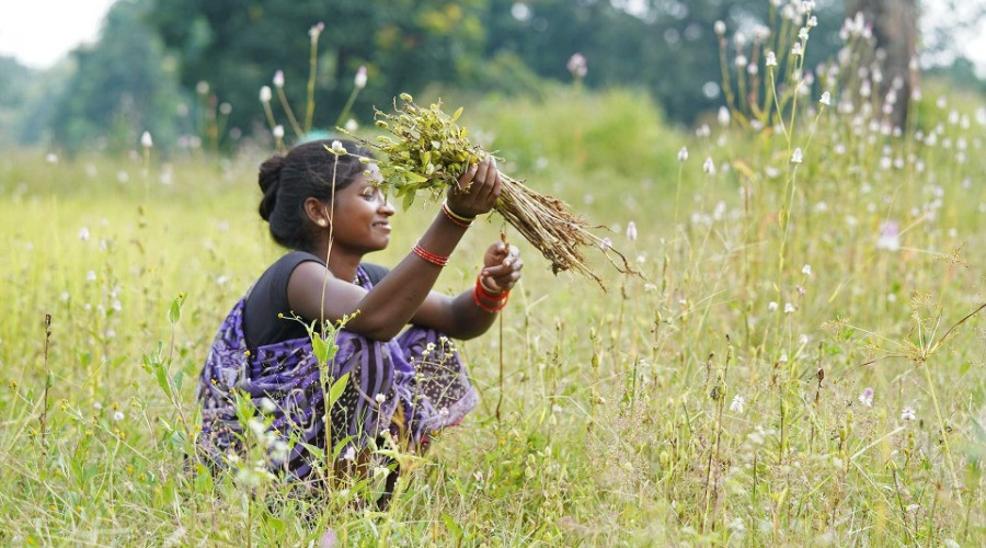 Empowering The Baiga Tribe To Farm Sustainably