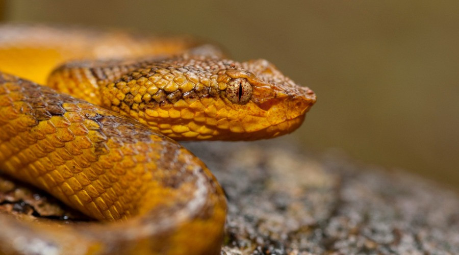 SnakeHub App – Know your snakes, Kerala!
