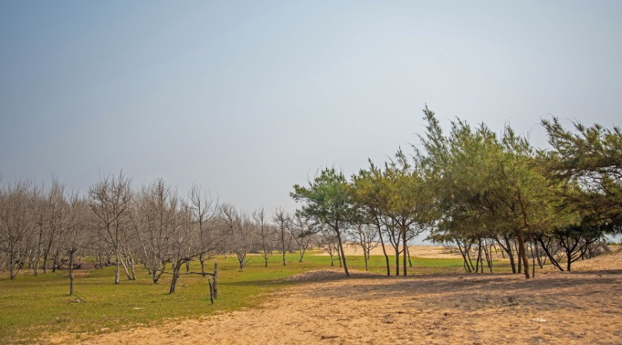 Casuarina: Cure Or Cause For Concern?