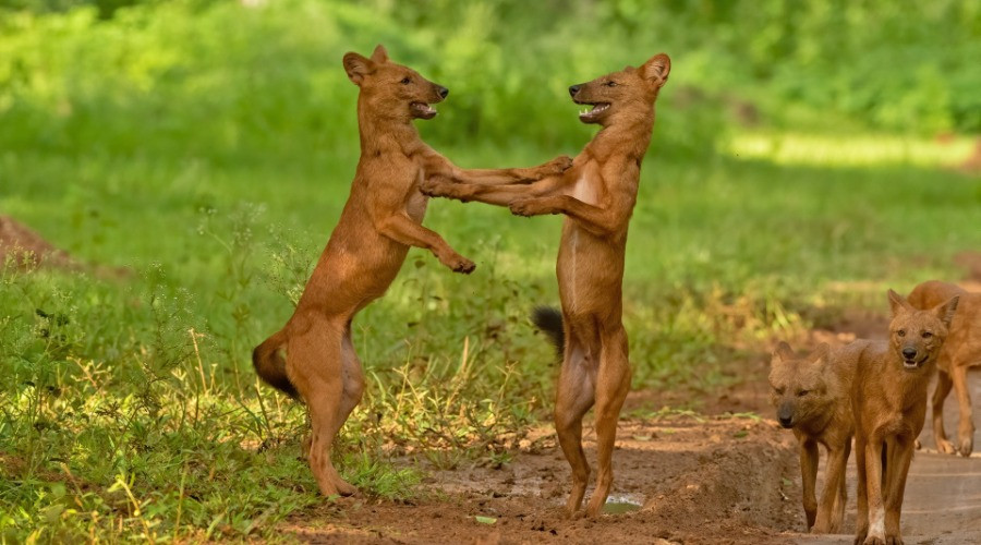10 Things You Need To Know About Dholes
