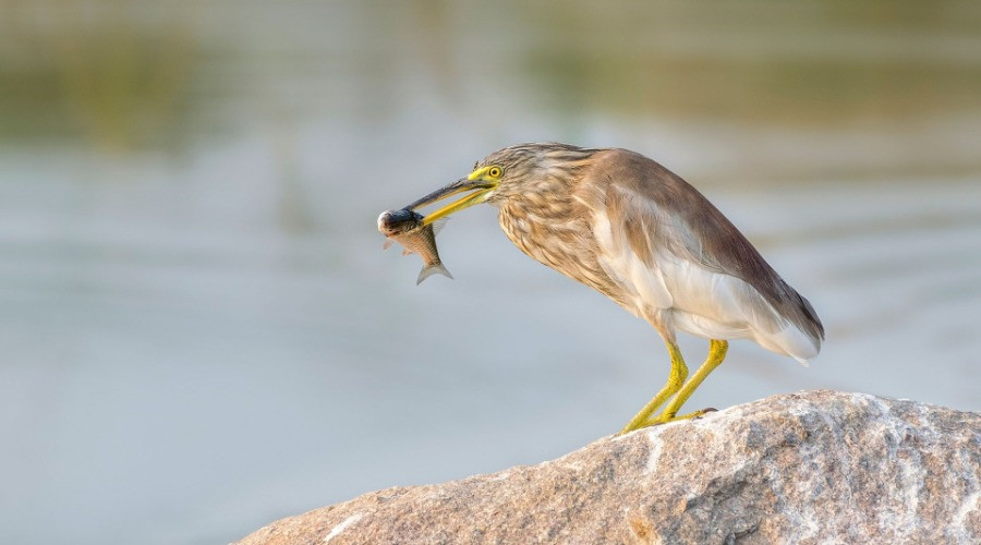Top 8 Places To Go Birdwatching—Hyderabad