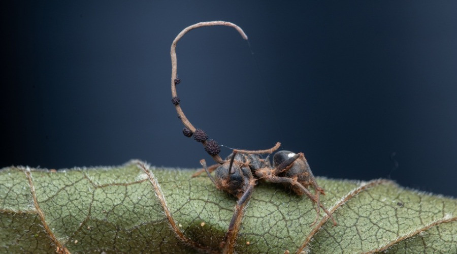 The Mysterious Ways Of The Zombie Fungi