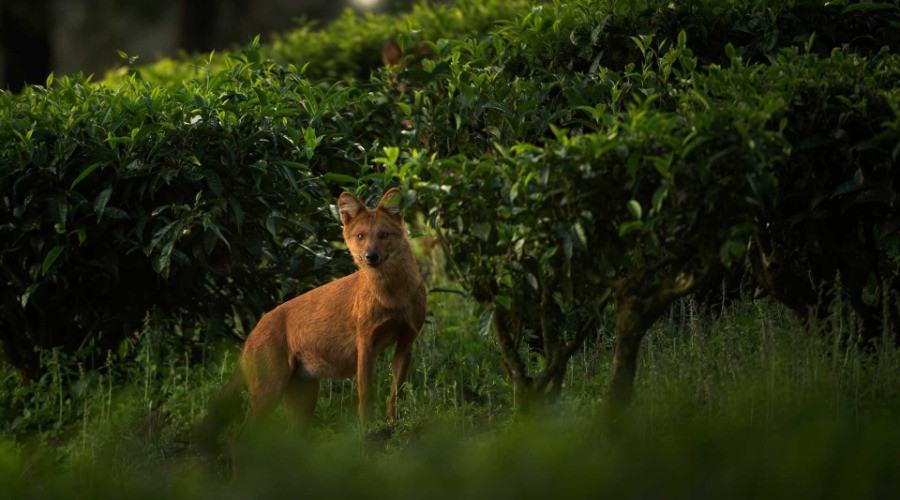 Dholes And The Tea Estates Of Valparai