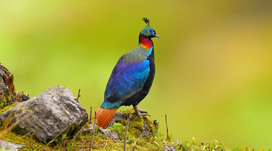 All About The Himalayan Monal