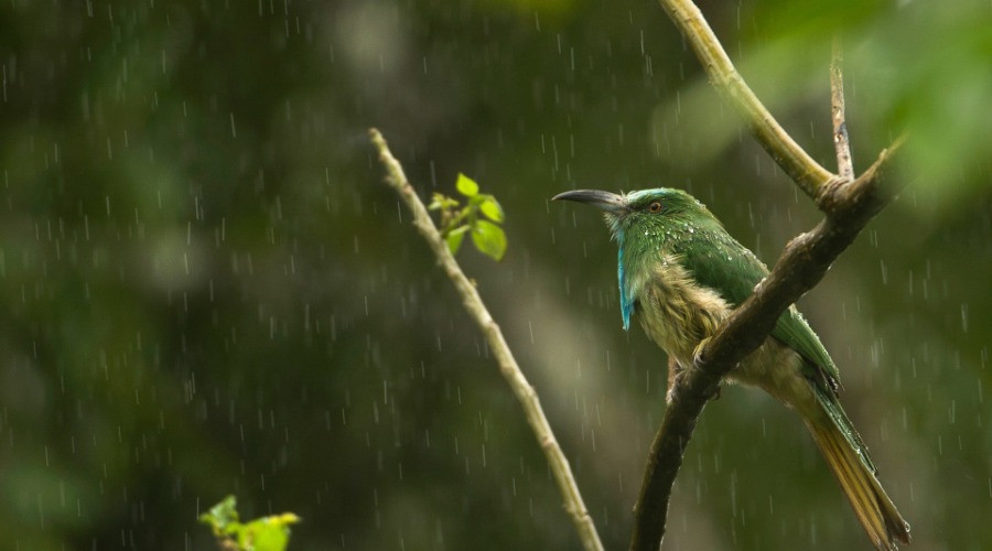14 Species That Spell The Arrival Of Monsoon