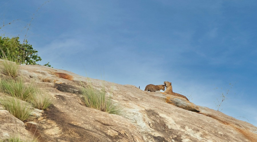 Where Leopards Are A Pedal Away
