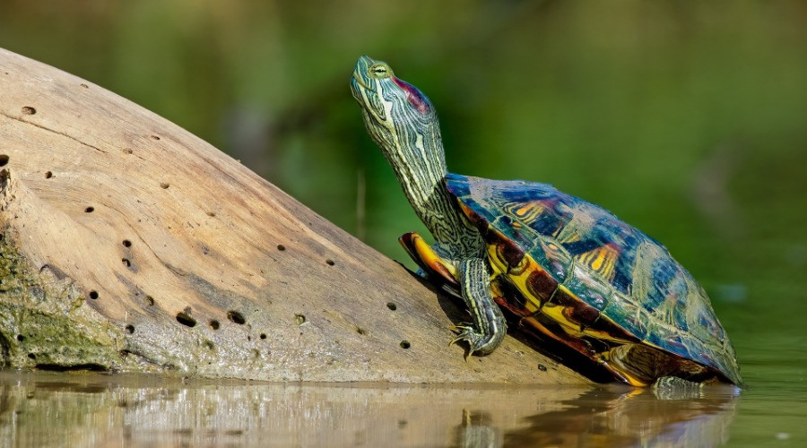 Red-eared Slider Turtles: Popular Pets That Pose A Significant Threat