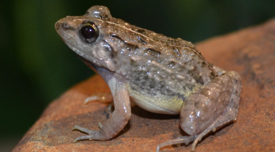 How it took 100 years to prove the identity of a frog!
