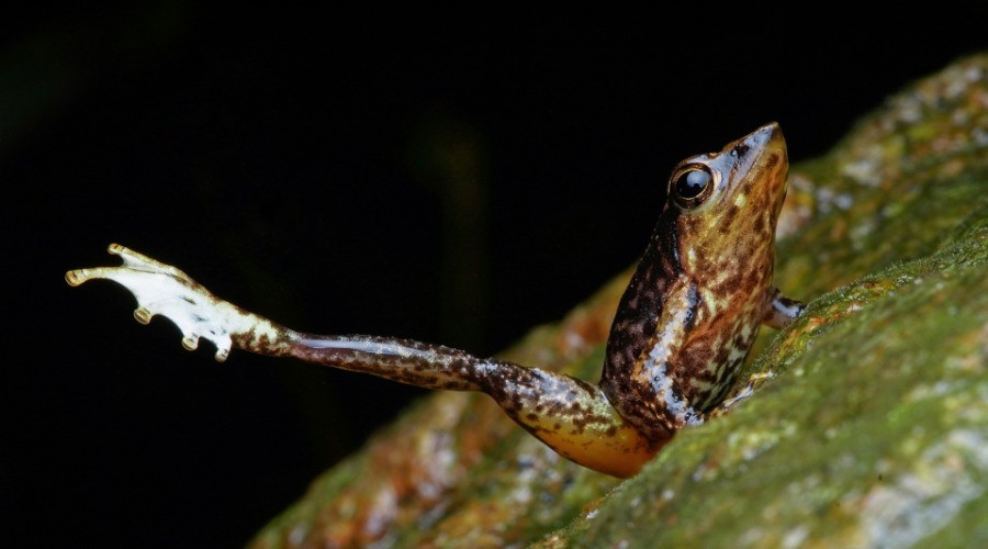 Are The Dancing Frogs Of The Western Ghats On Their Last Legs?